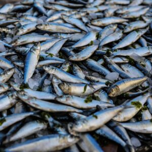 A vibrant display of fresh sardines on ice at a market in Alexandria, Egypt.