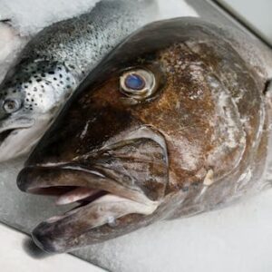 Fresh fish on ice, showcasing seafood variety at a local fish market.