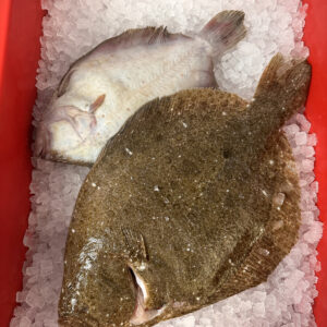 Brill (800g - 1kg)