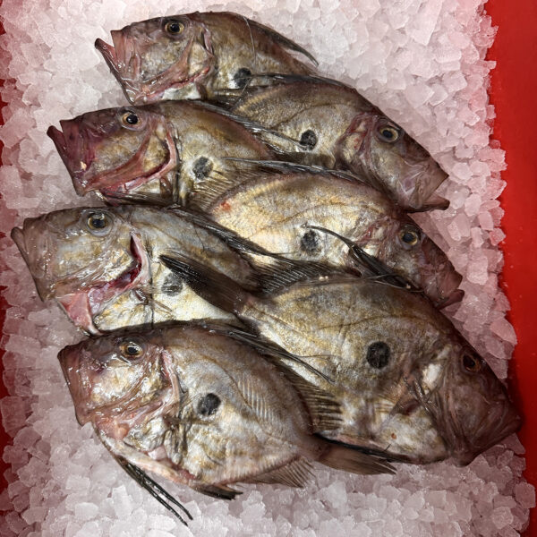 John Dory (2x 500g whole fish)