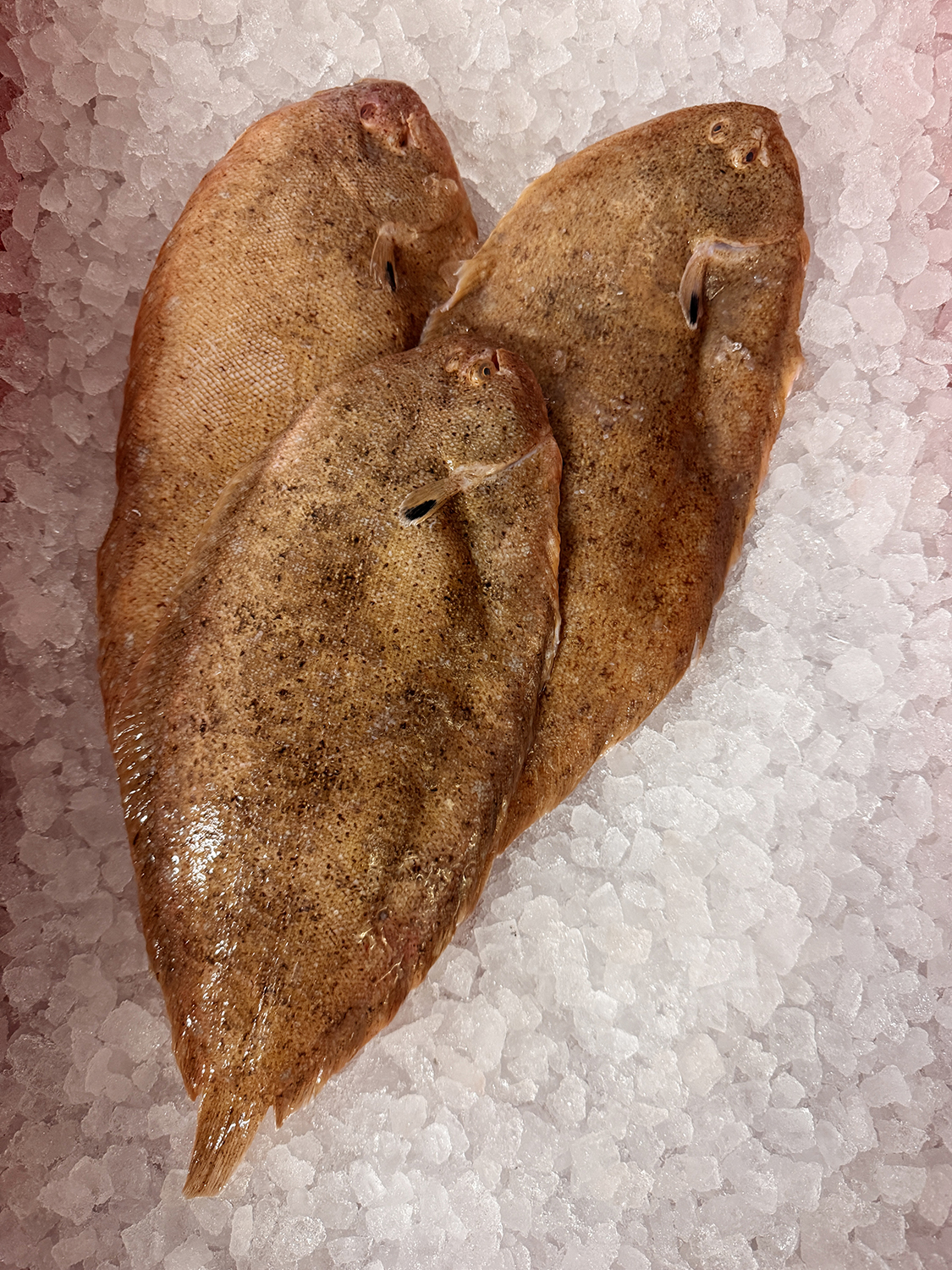 Sandsole (2x whole fish)