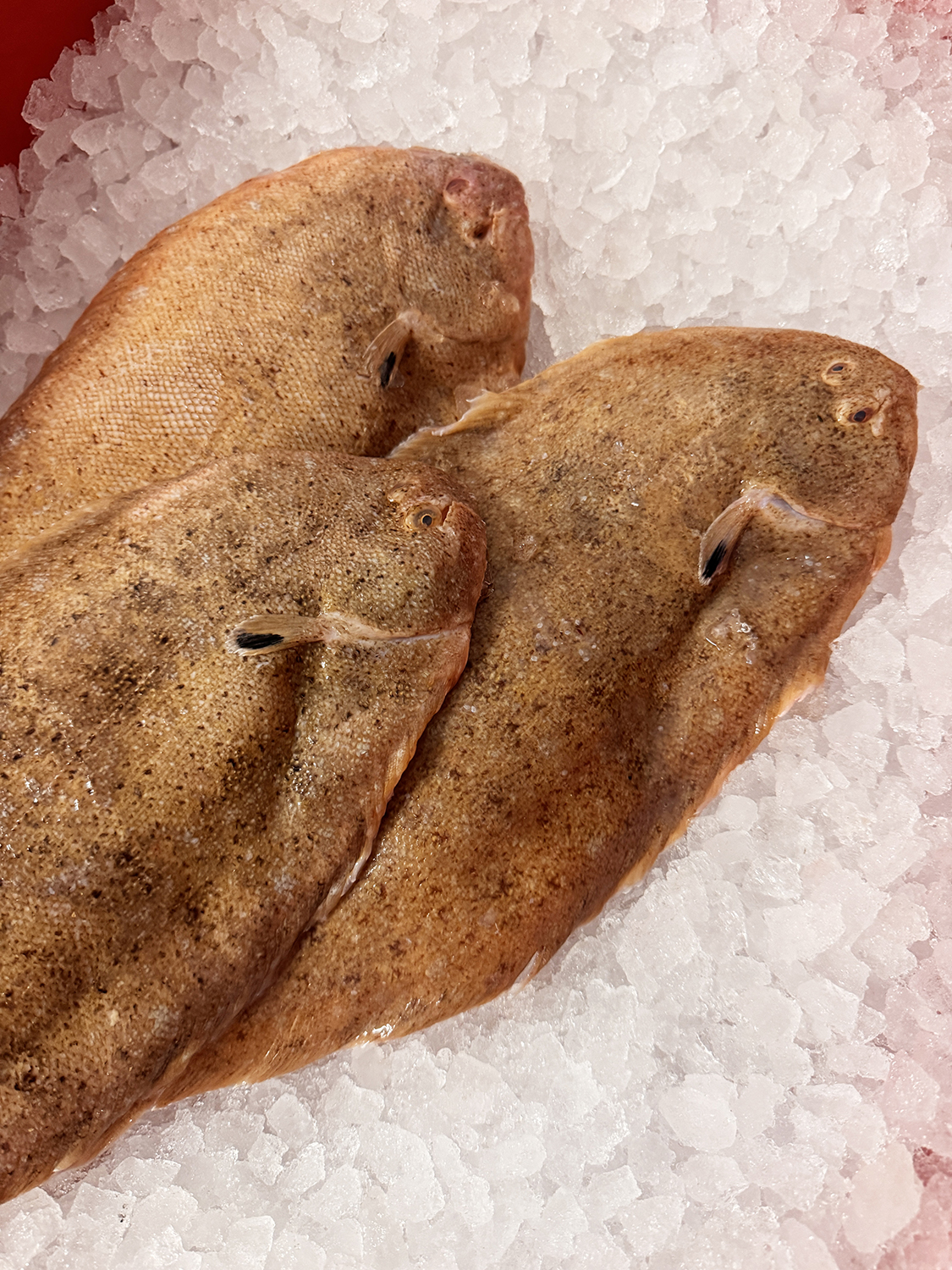 Sandsole (2x whole fish) - Image 2