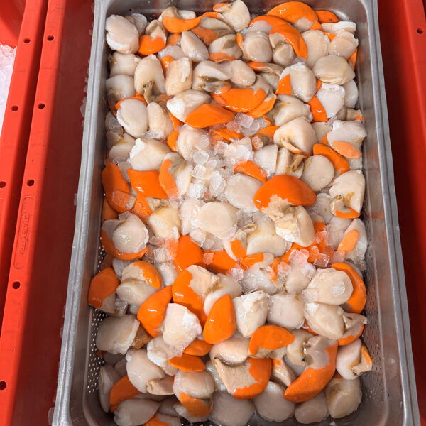 Scallops