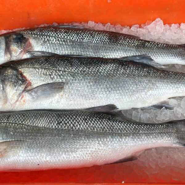 Wild Seabass caught using fixed nets
