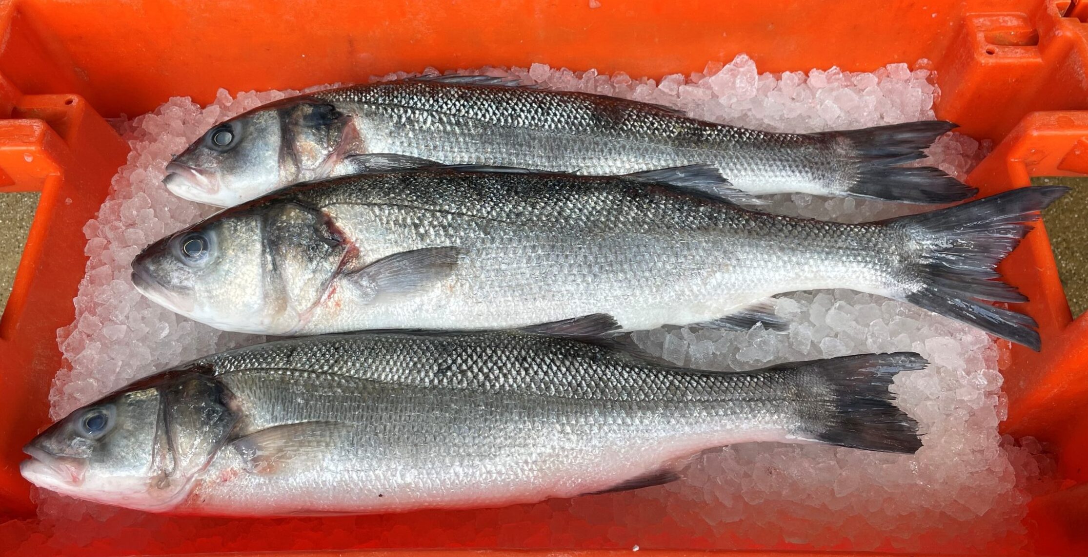 Wild Seabass caught using fixed nets